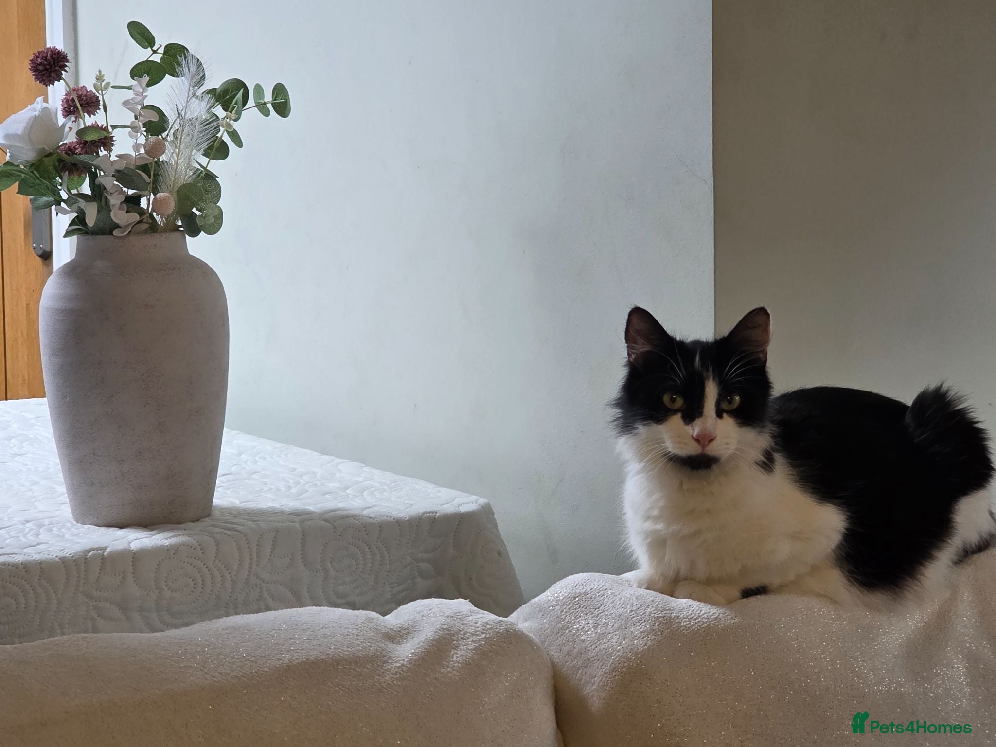 Mixed Breed cats Mother and kitten looking for a home  - Advert 1