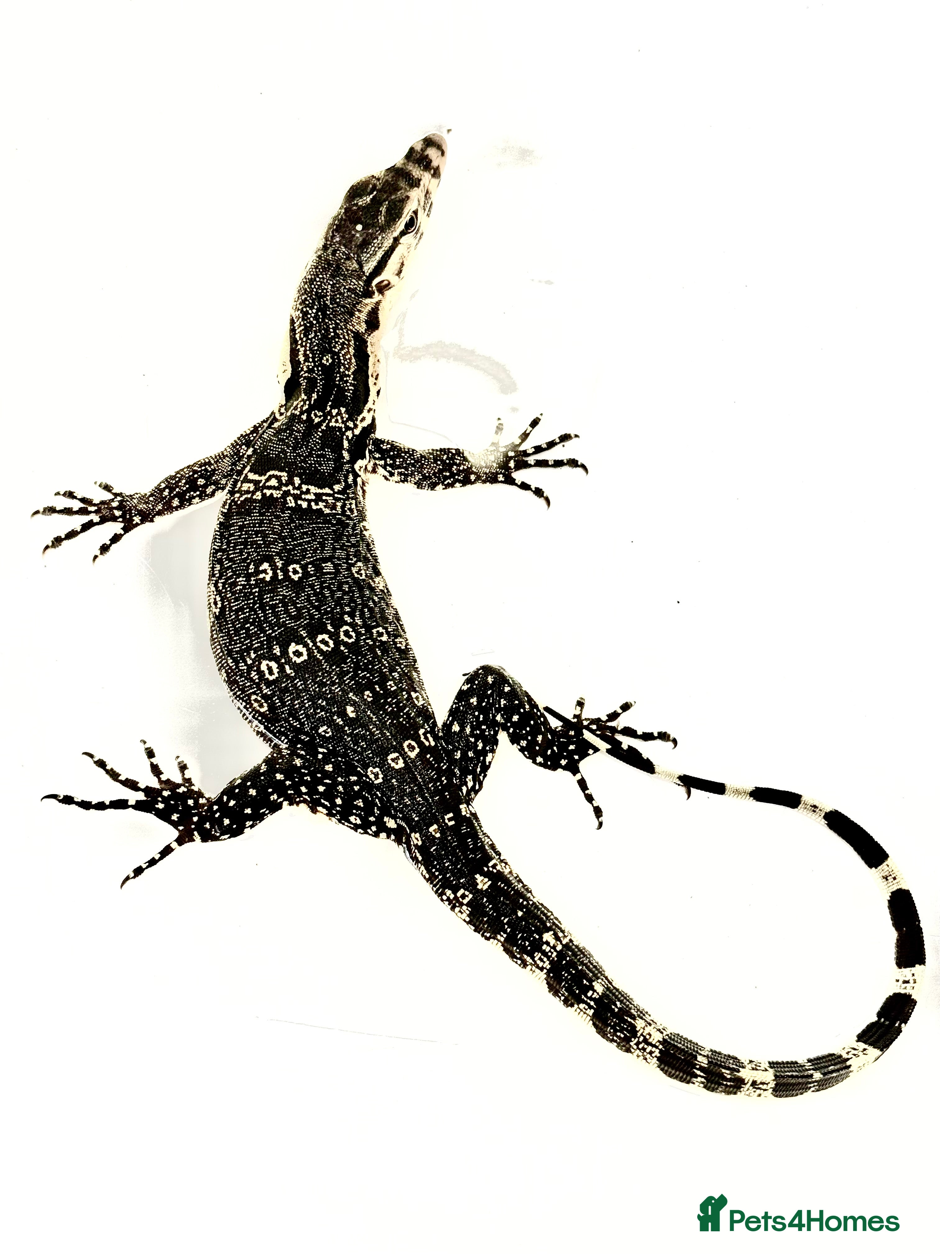 Monitor reptiles Asian water monitor - Advert 1