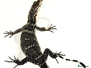 Monitor reptiles Asian water monitor - Advert 1