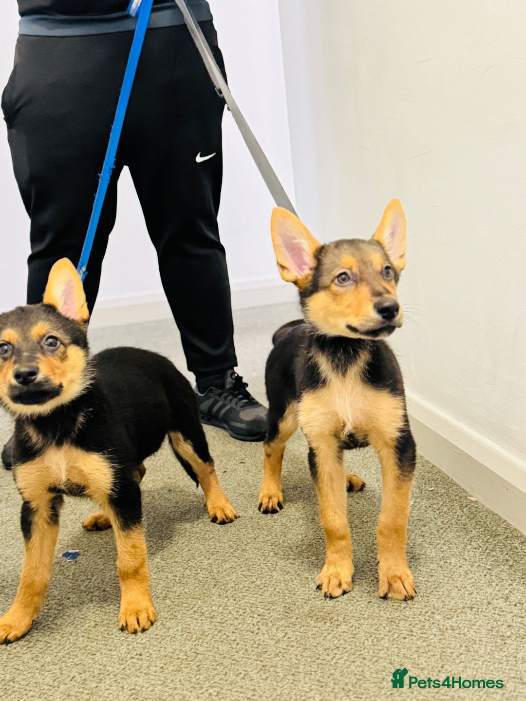 German Shepherd dogs for sale: Exceptional German Shepherd Girls  - Advert 6