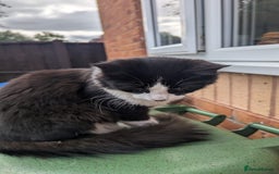 British Longhair cats for sale: Male Cat seeking new home - Image 5