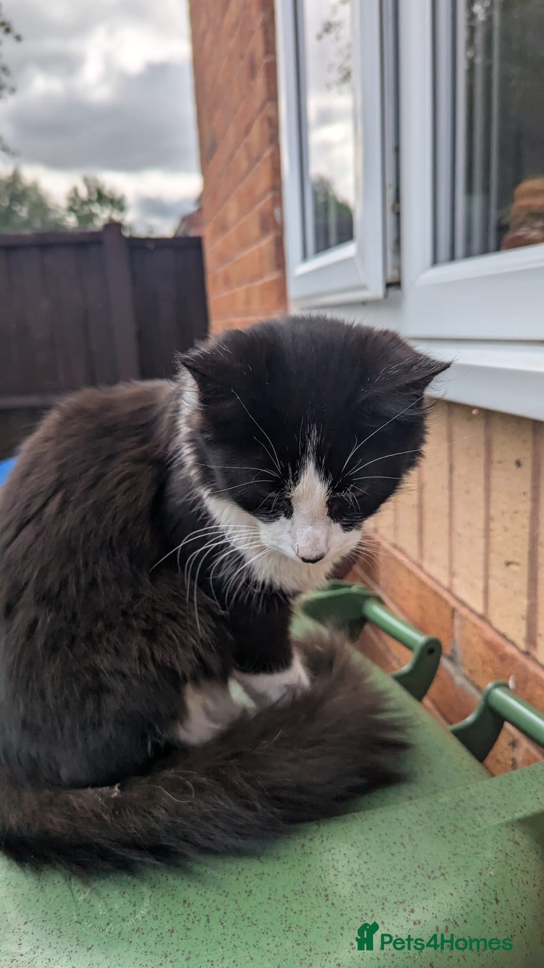 British Longhair cats for sale: Male Cat seeking new home - Image 5