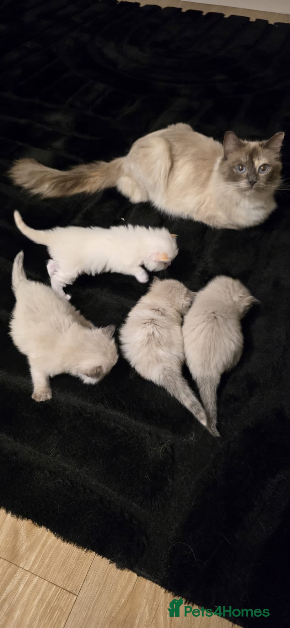 Ragdoll cats Beautiful Pure Ragdolls  - Advert 17