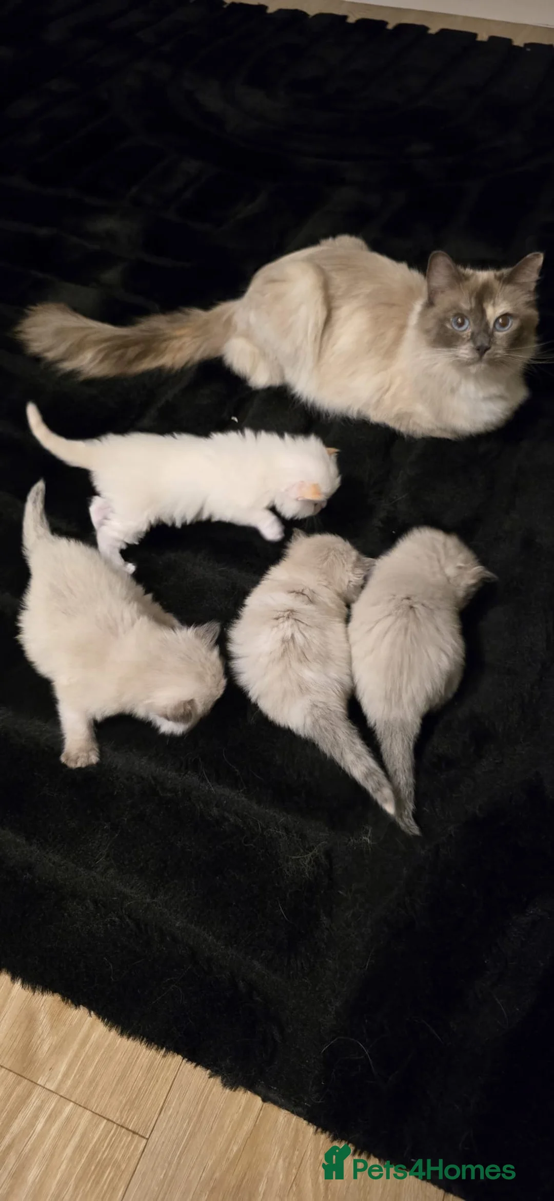 Ragdoll cats for sale: Beautiful Pure Ragdolls  - Advert 1