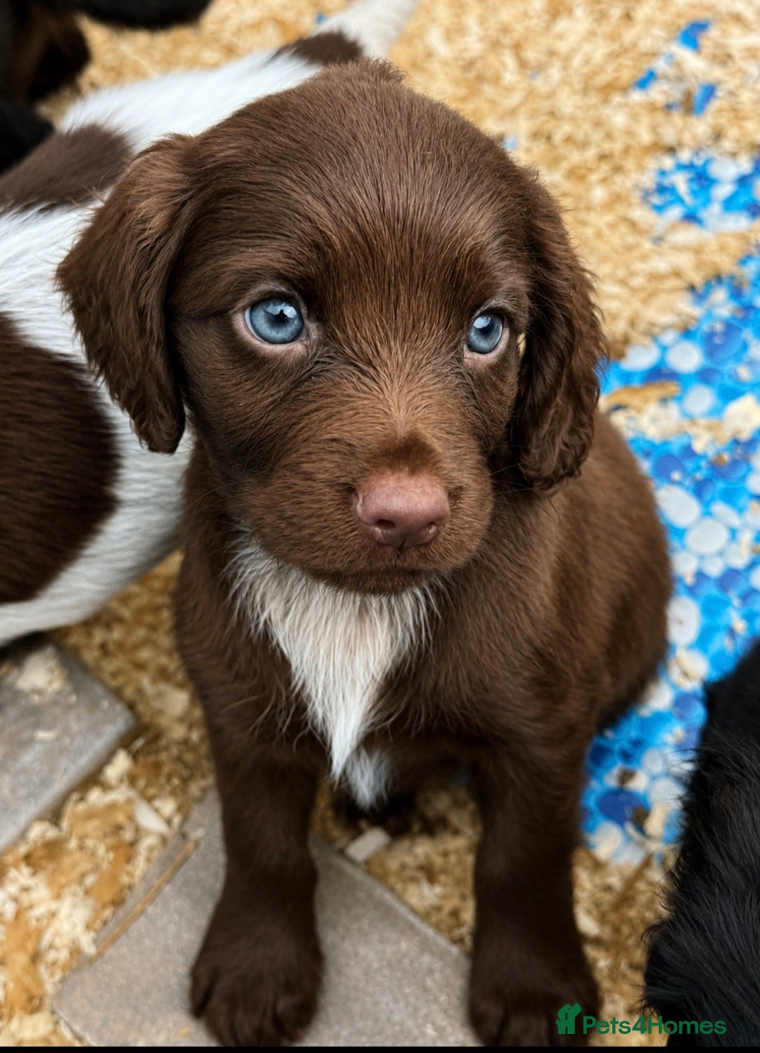 Cocker Spaniel dogs Beautiful mixed litter of Cocker pups - Advert 8