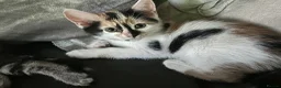 Mixed Breed cats for sale: Beautiful Kittens. Ready now - Advert 6