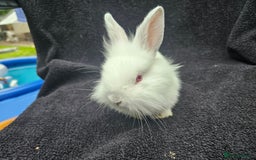 Cashmere Lop rabbits for sale: Ready to go albino cashmere x lion head female - Image 3