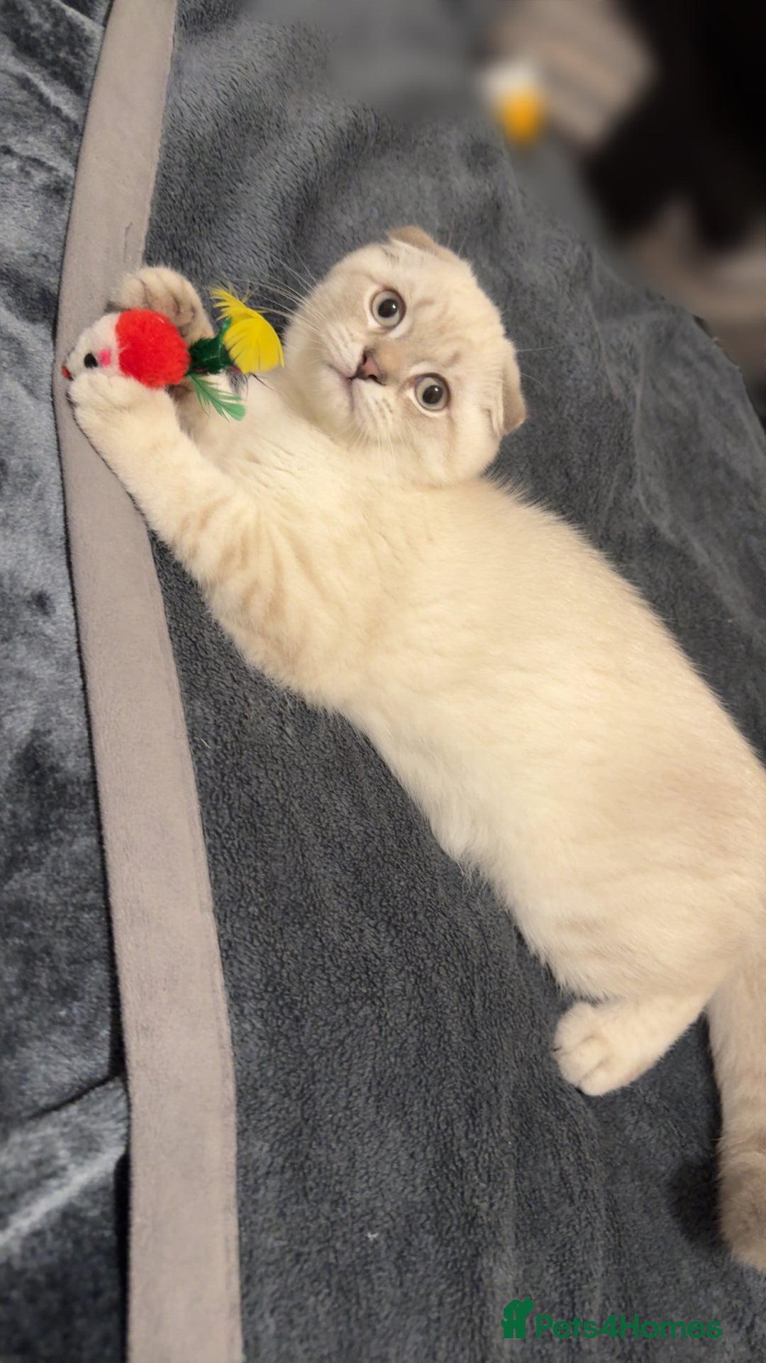 Scottish Fold cats for sale: Scottish fold mix British short hair male kitten  - Image 6