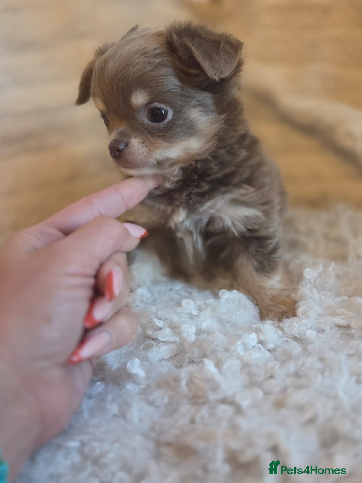 Chihuahua dogs Beautiful Merle Chihuahua babies - Advert 4
