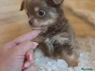 Chihuahua dogs Beautiful Merle Chihuahua babies - Advert 4