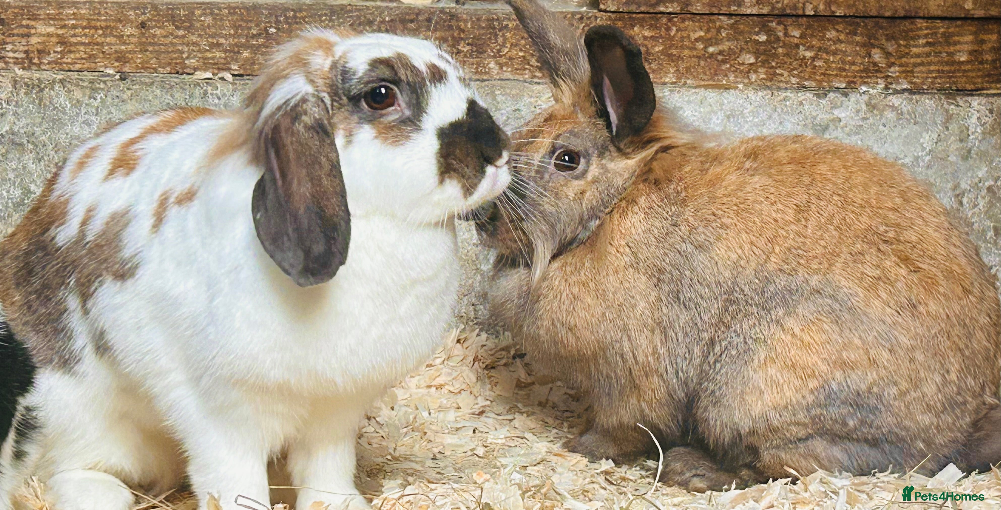 Mixed Breed rabbits Beautiful bonded sisters 2yrs old. - Advert 5