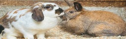 Mixed Breed rabbits for sale: Beautiful bonded sisters 2yrs old. - Advert 1