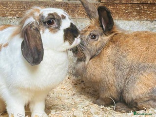 Mixed Breed rabbits Beautiful bonded sisters 2yrs old. - Advert 1
