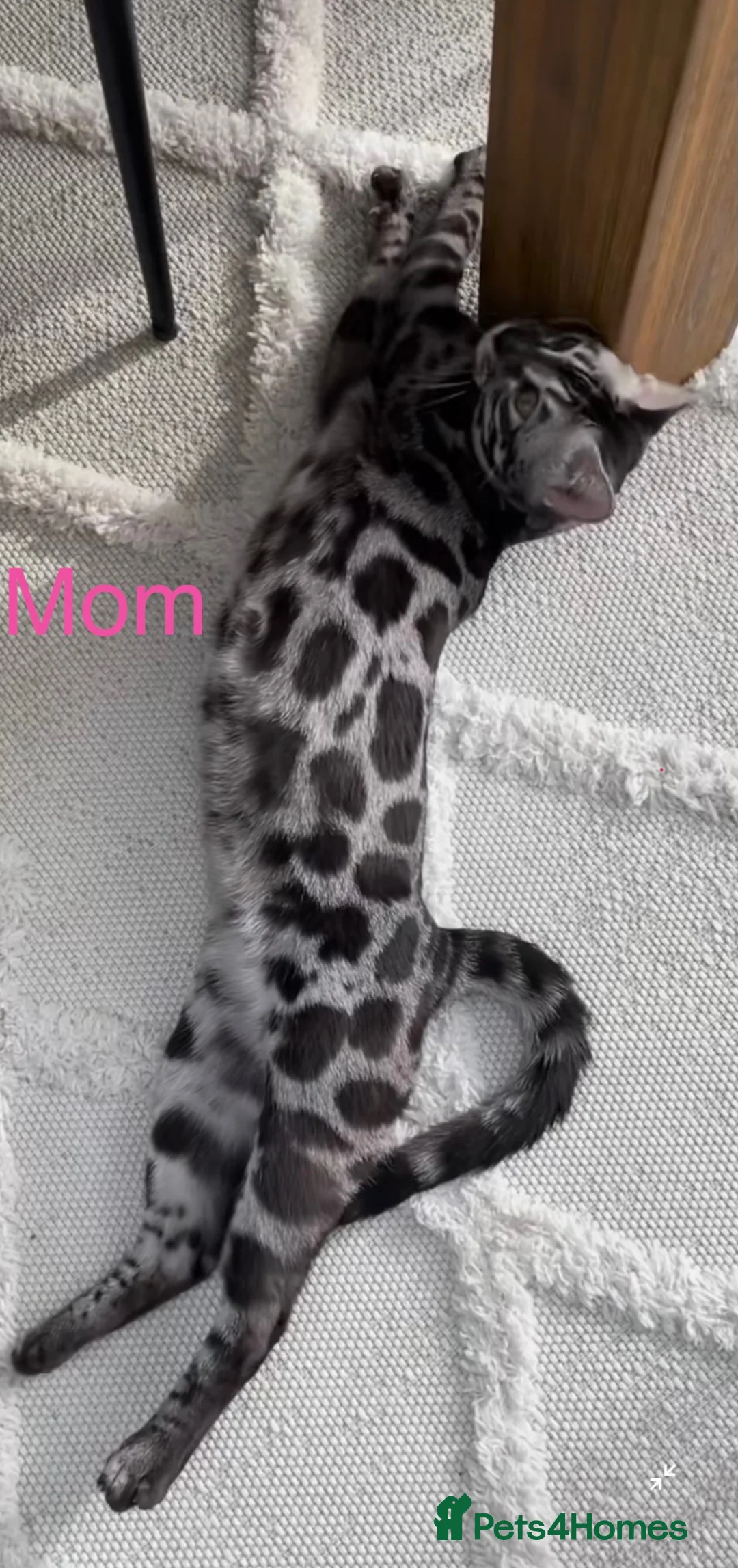 Bengal cats for sale: Unique Bengal Kittens  in Manchester - Advert 2