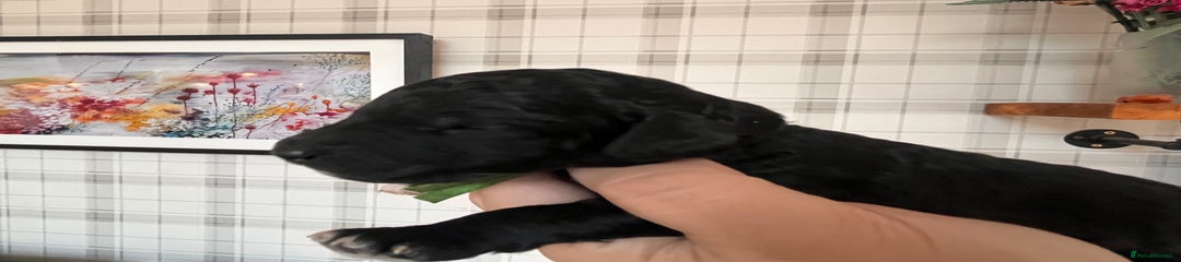 Black Tricolour Male