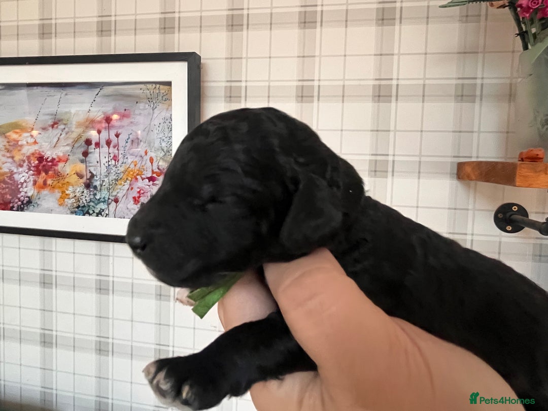 Australian Labradoodle dogs for sale: Home raised, DNA tested, Australian Labradoodles - Image 24