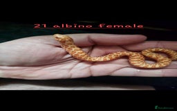 Snake reptiles for sale: Western Hognose Snakes  - Image 4
