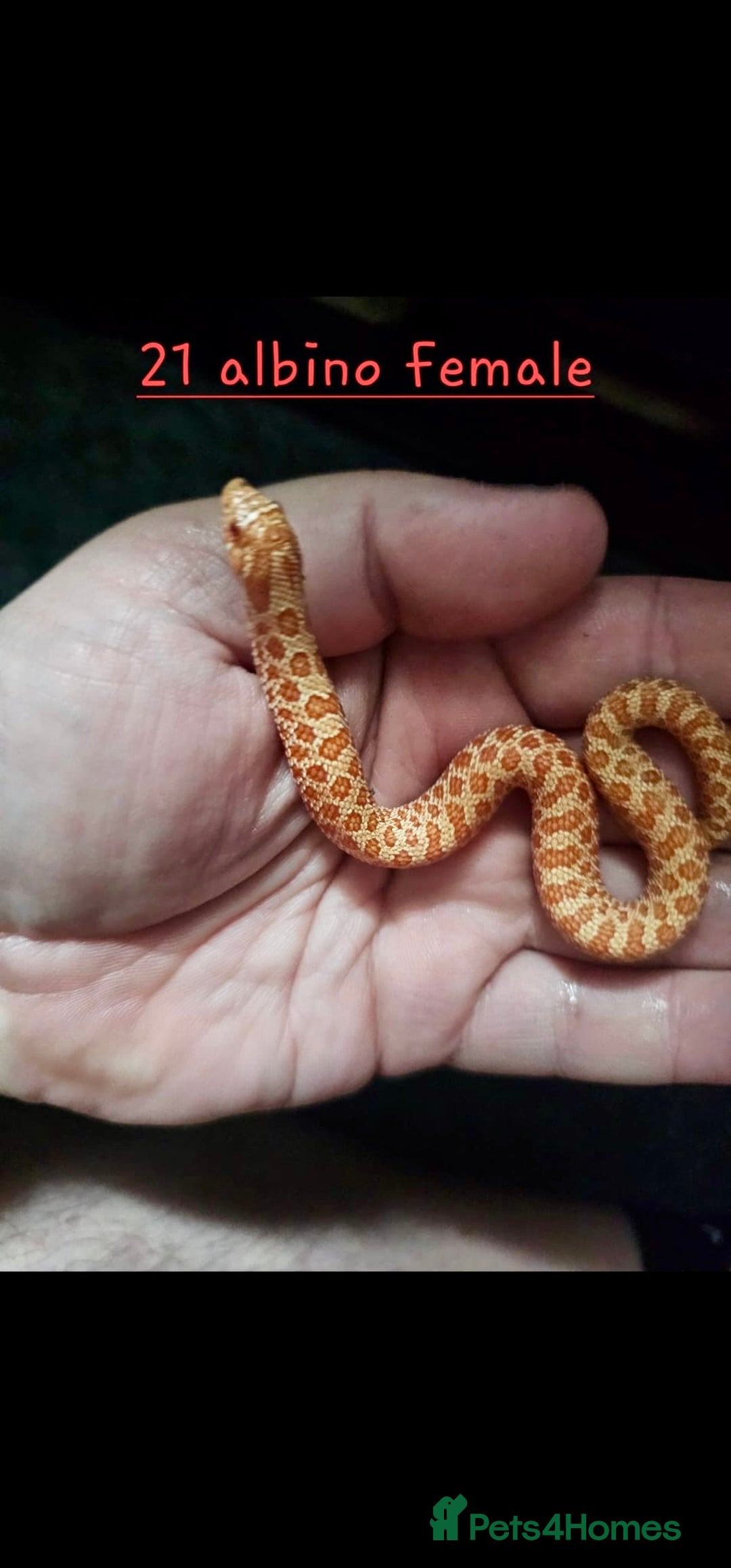 Snake reptiles for sale: Western Hognose Snakes  - Image 4