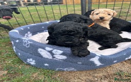 Miniature Poodle dogs for sale: Miniature Poodle Puppies  - Image 34