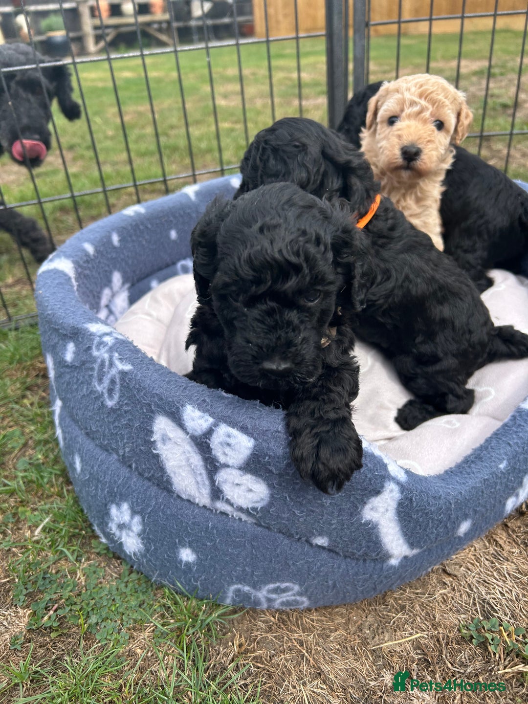 Miniature Poodle dogs for sale: Miniature Poodle Puppies  - Image 34