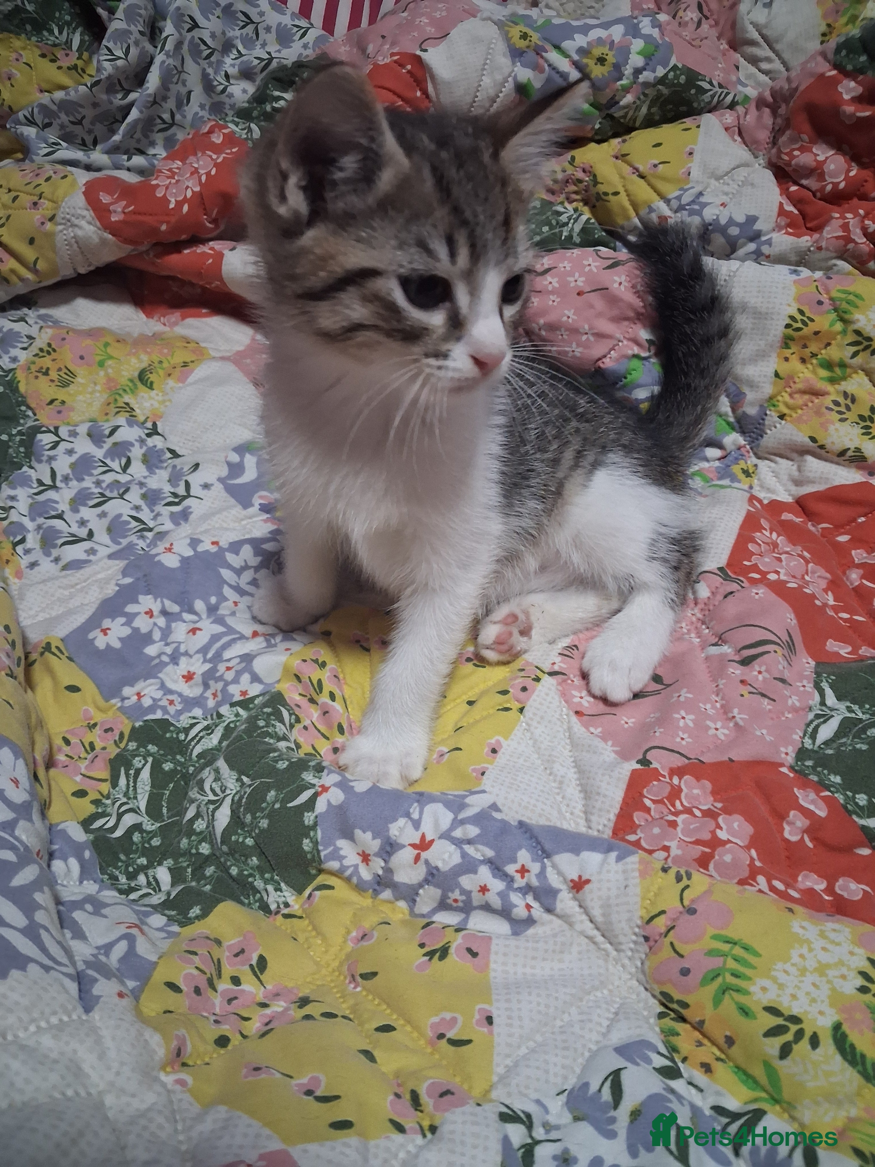 Ragdoll cats Only 1 cute boy Ragdoll cross kitten for sale  - Advert 7