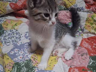 Ragdoll cats Only 1 cute boy Ragdoll cross kitten for sale - Advert 7