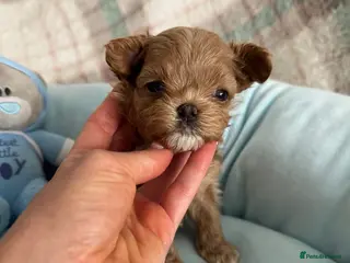 Maltipoo dogs 🧸Outstanding Quality☕️Teddy Face Asian Maltipoo🧸 - Advert 4