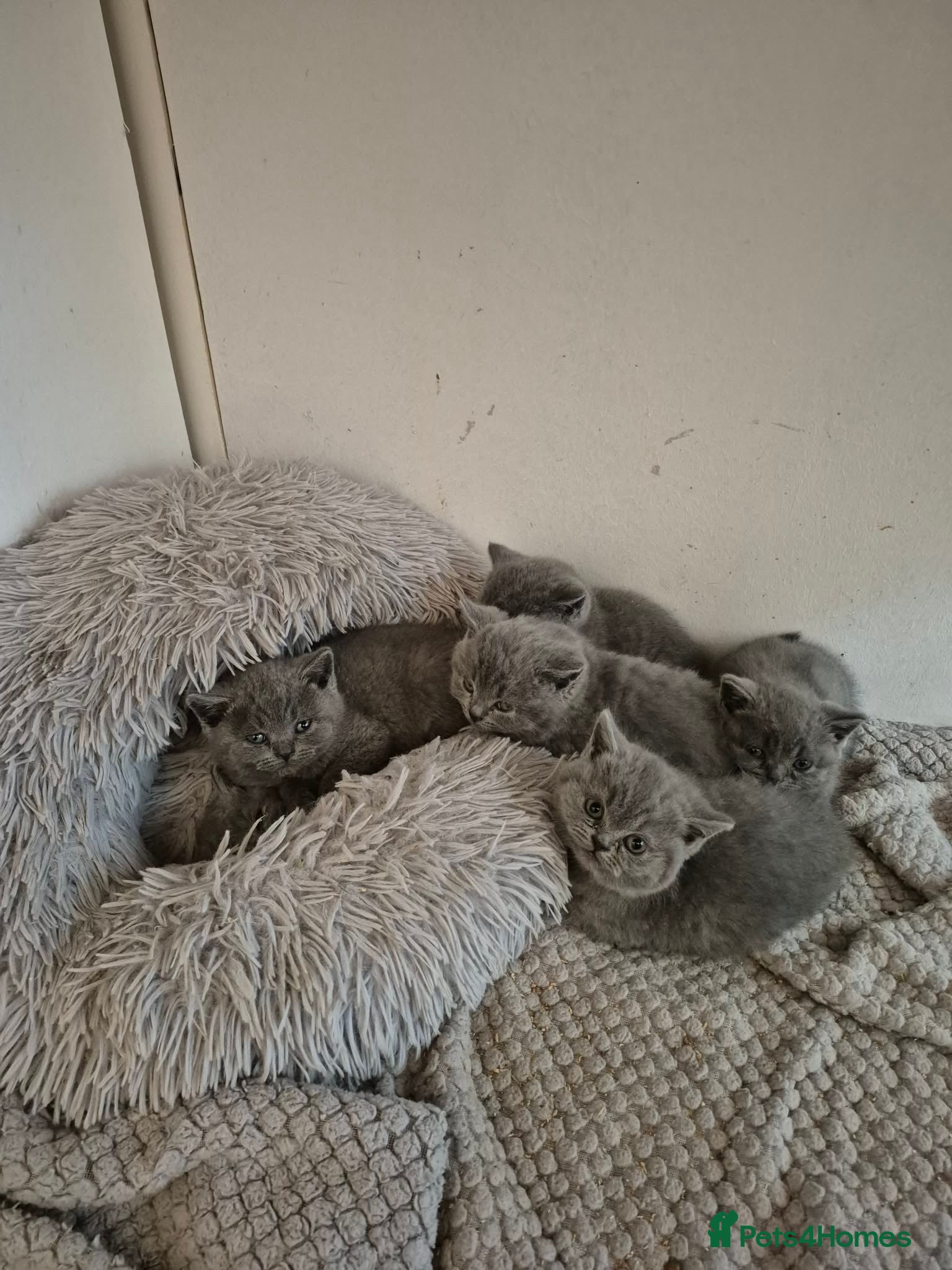 British Shorthair cats Beautiful British Blue Shorthair - Advert 6