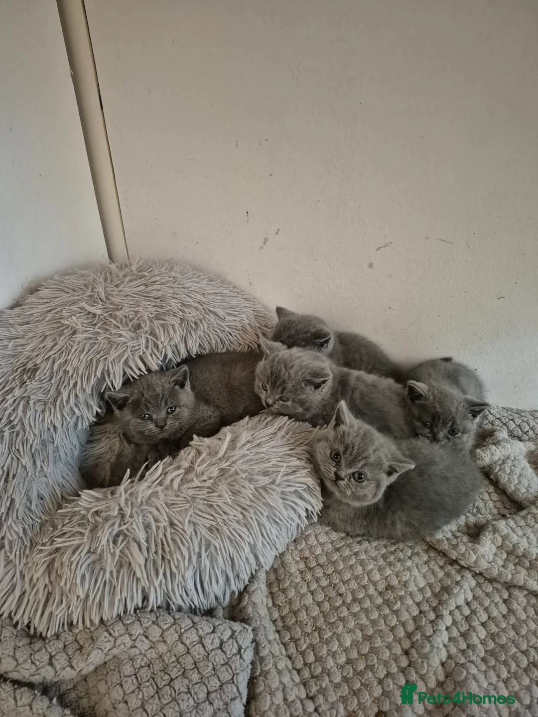 British Shorthair cats for sale: Beautiful British Blue Shorthair - Advert 1