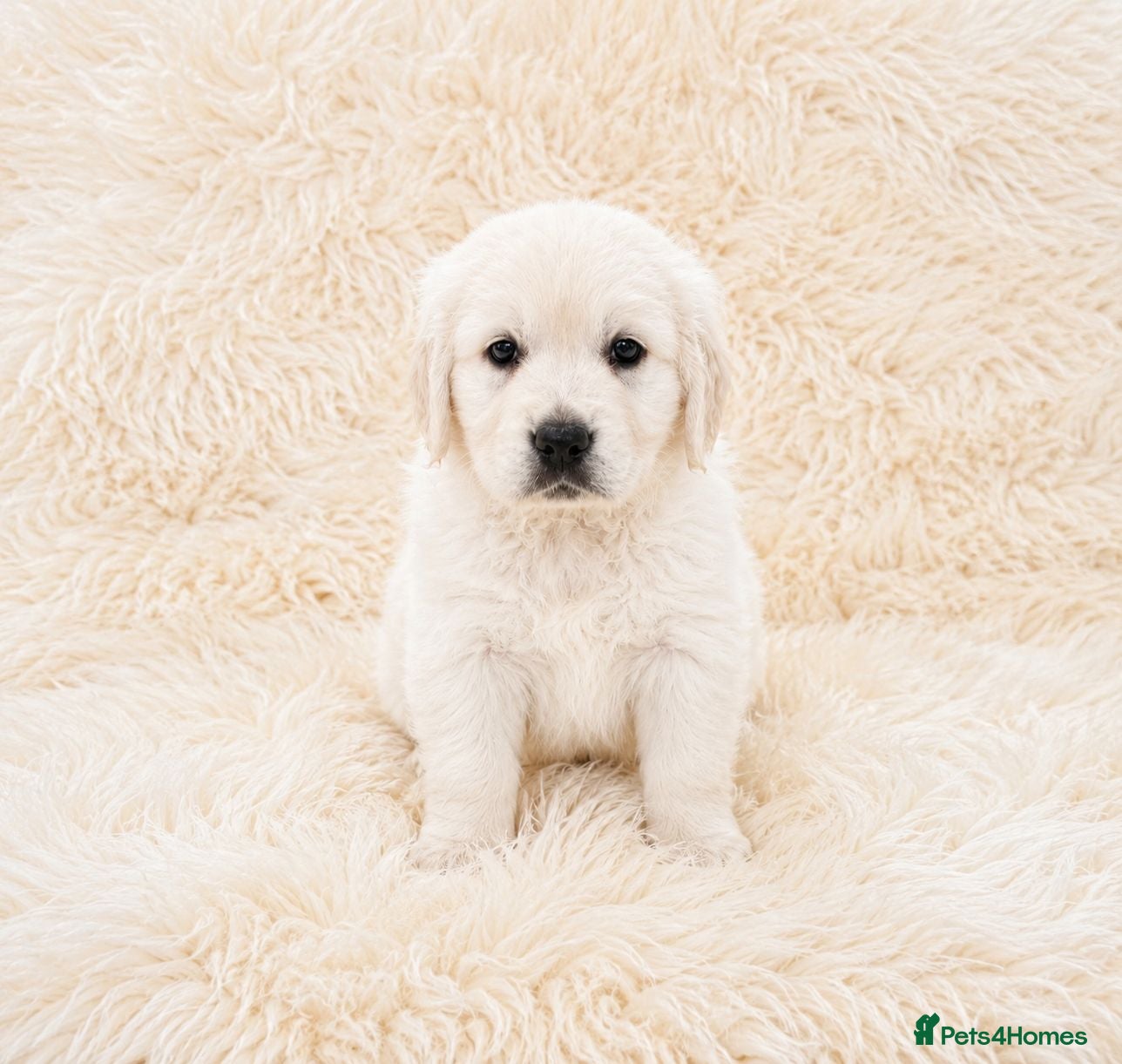 Golden Retriever dogs Newmiller Retrievers - One Girl Avaliable - Advert 1