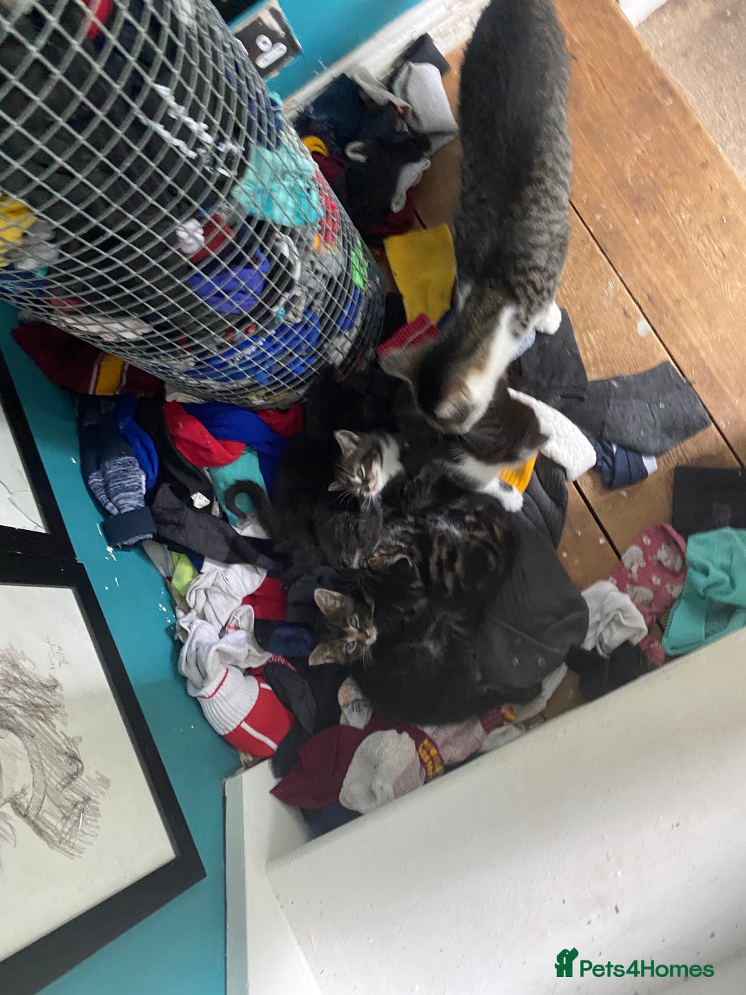 Bengal cats for sale: Five super friendly and fun kittens  - Image 21