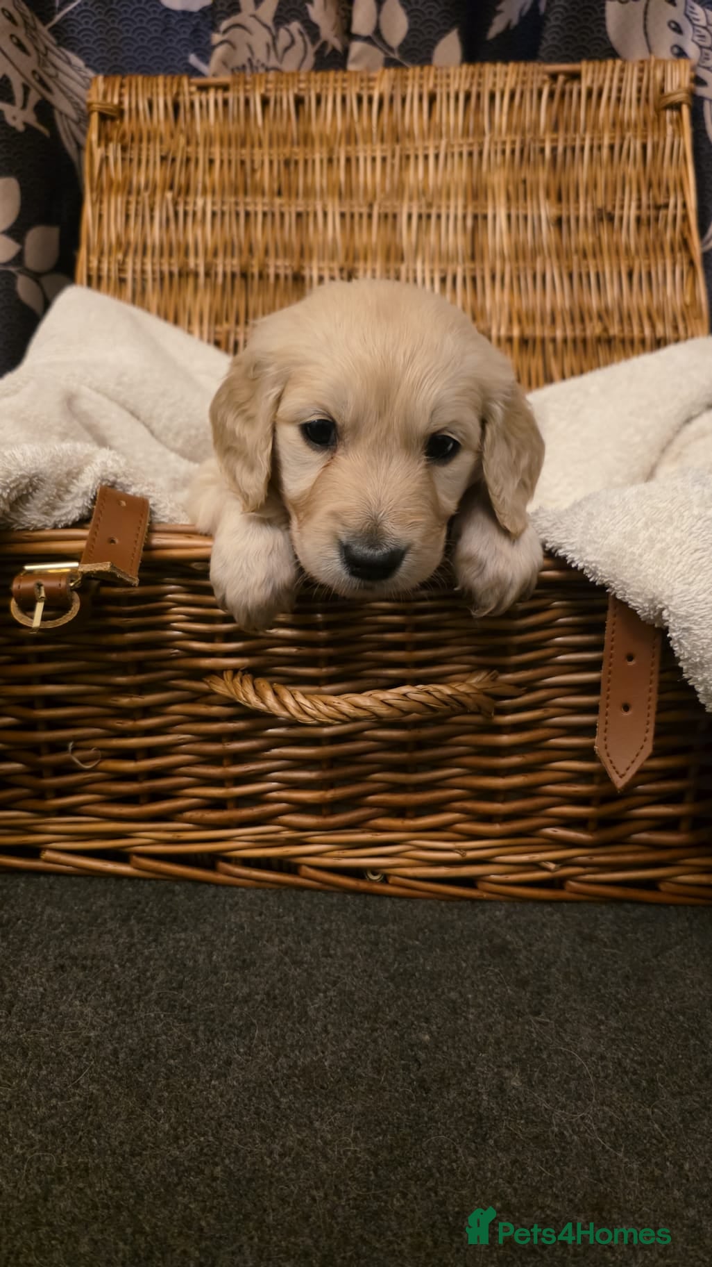 Goldendoodle dogs for sale: Adorable Goldendoodles - Advert 13