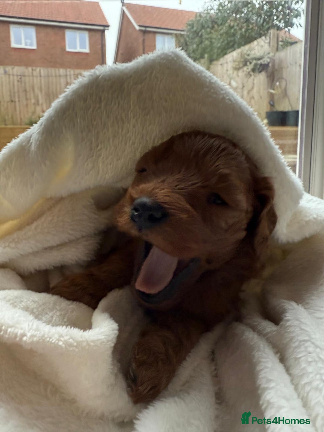 Cavapoo dogs for sale: Cavapoo puppies for sale - Advert 17