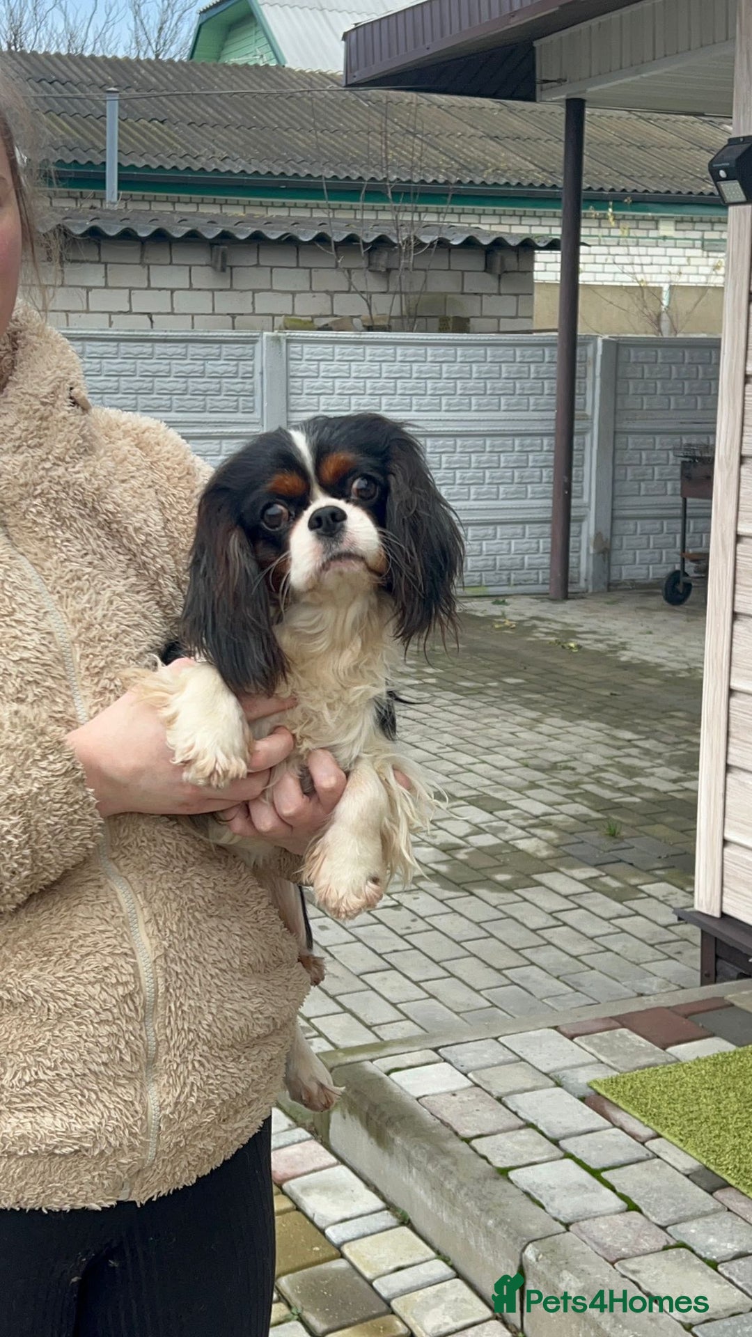 Cavalier King Charles Spaniel dogs for adoption: WINSTON – Cavalier King Charles Spaniel (Male) - Advert 2
