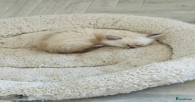 Ragdoll cats - Advert 3