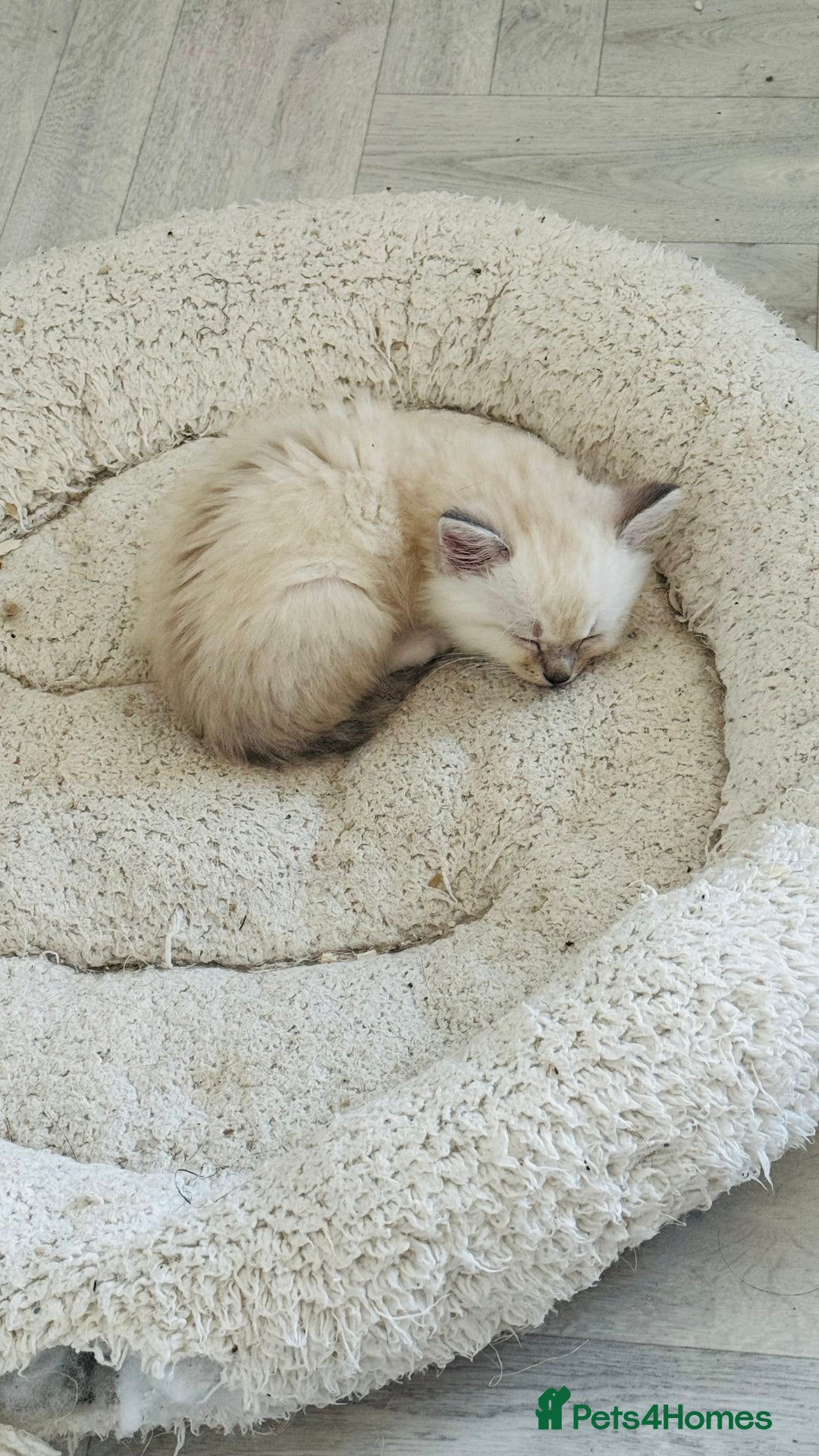Ragdoll cats for sale: LAST ONE! Pedigree Ragdoll Kittens - REDUCED  - Image 4