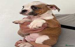 Dorset Olde Tyme Bulldogge dogs for sale: Bulldog puppy - Image 11