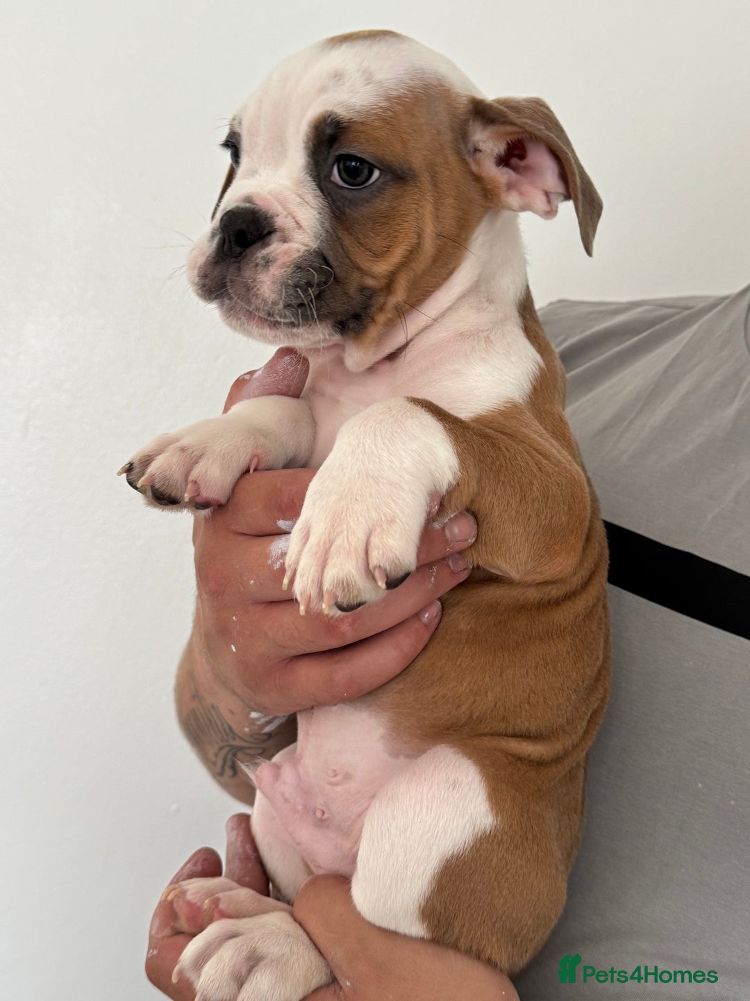 Dorset Olde Tyme Bulldogge dogs for sale: Bulldog puppy - Image 11