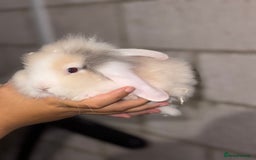 Lionhead rabbits for sale: 2 Lionhead Girls For Rehoming  - Image 2