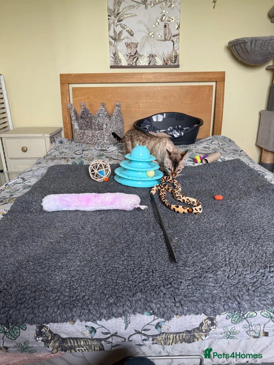 Bengal cats for sale: Stunning Snow Lynx male Bengal 💙  - Advert 7