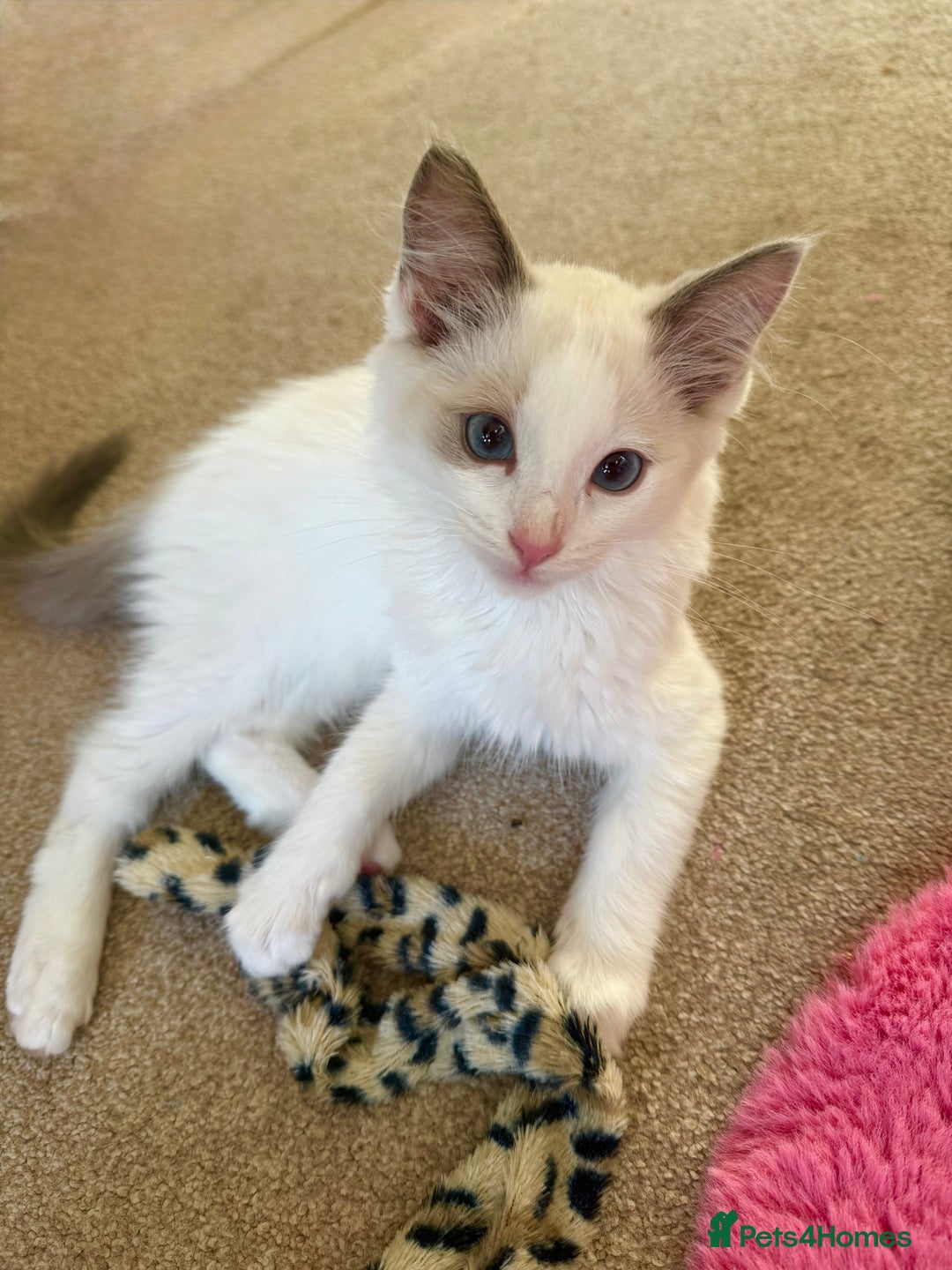 Ragdoll cats for sale: Male Ragdoll - Advert 5