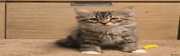 Siberian cats for sale: Siberian kittens looking for new homes  - Advert 6
