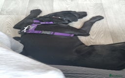Mixed Breed dogs for sale: 8 month old Sheprador + Crate, Toys and Food - Image 5