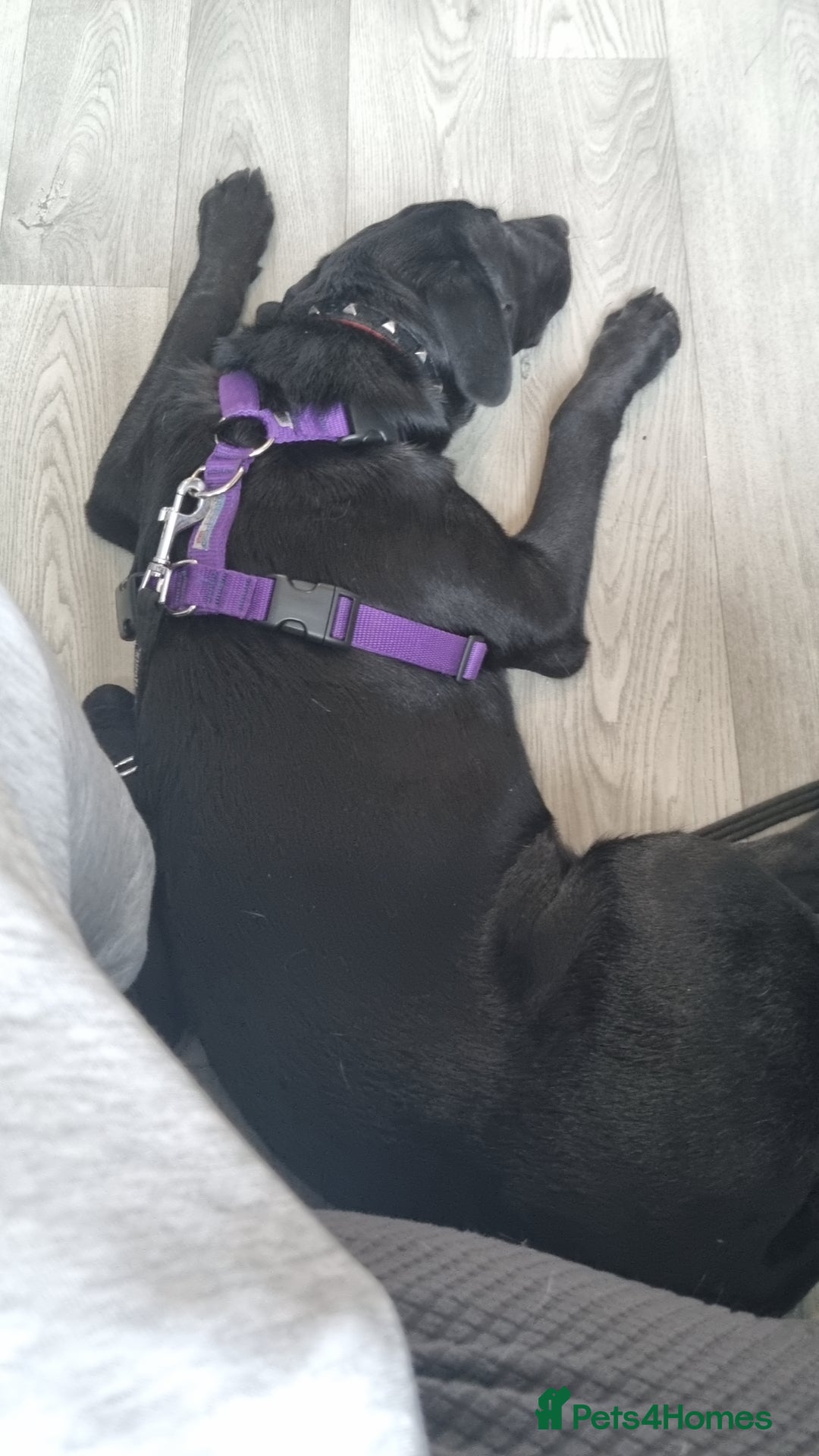 Mixed Breed dogs for sale: 8 month old Sheprador + Crate, Toys and Food - Image 5