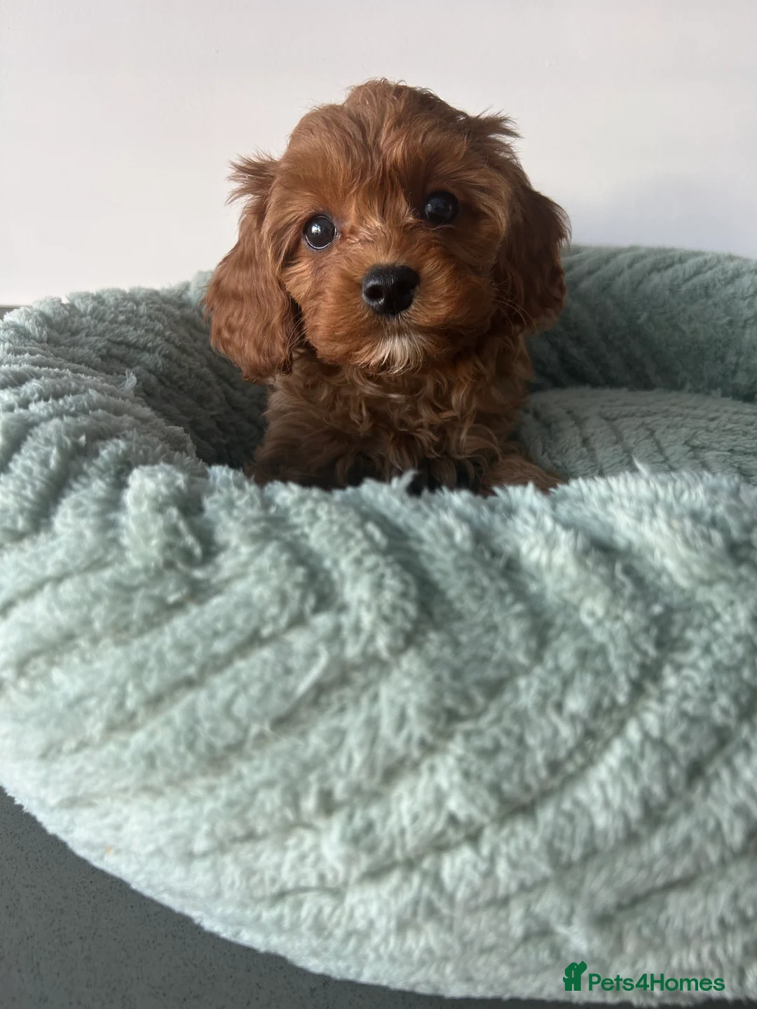 Cavapoo dogs for sale: Beautiful Cavapoos (health tested parents) - Advert 1