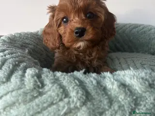 Cavapoo dogs Beautiful Cavapoos (health tested parents) - Advert 1