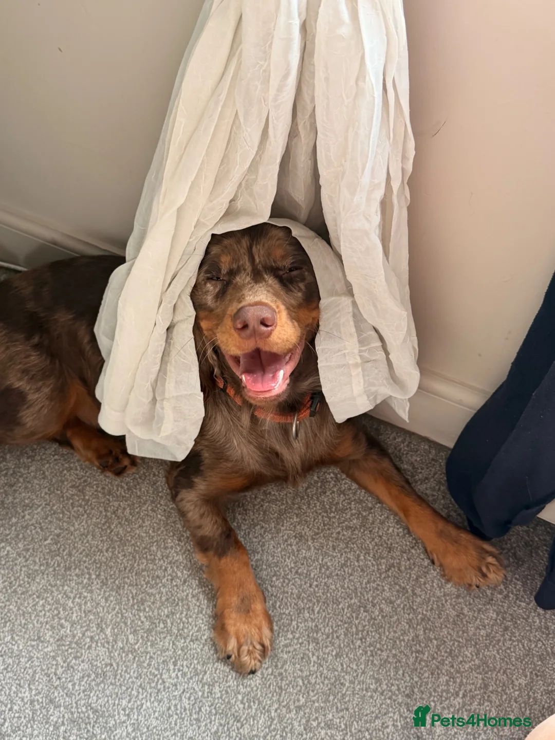 Cocker Spaniel dogs for sale: Beautiful litter of cocker spaniels puppy’s  - Advert 2