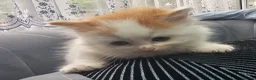 Persian cats for sale: Lovley half perian  - Advert 7
