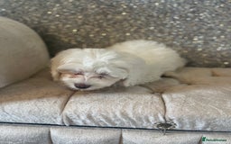 Cockapoo dogs for sale: Stunning f1b cockapoos  - Image 10
