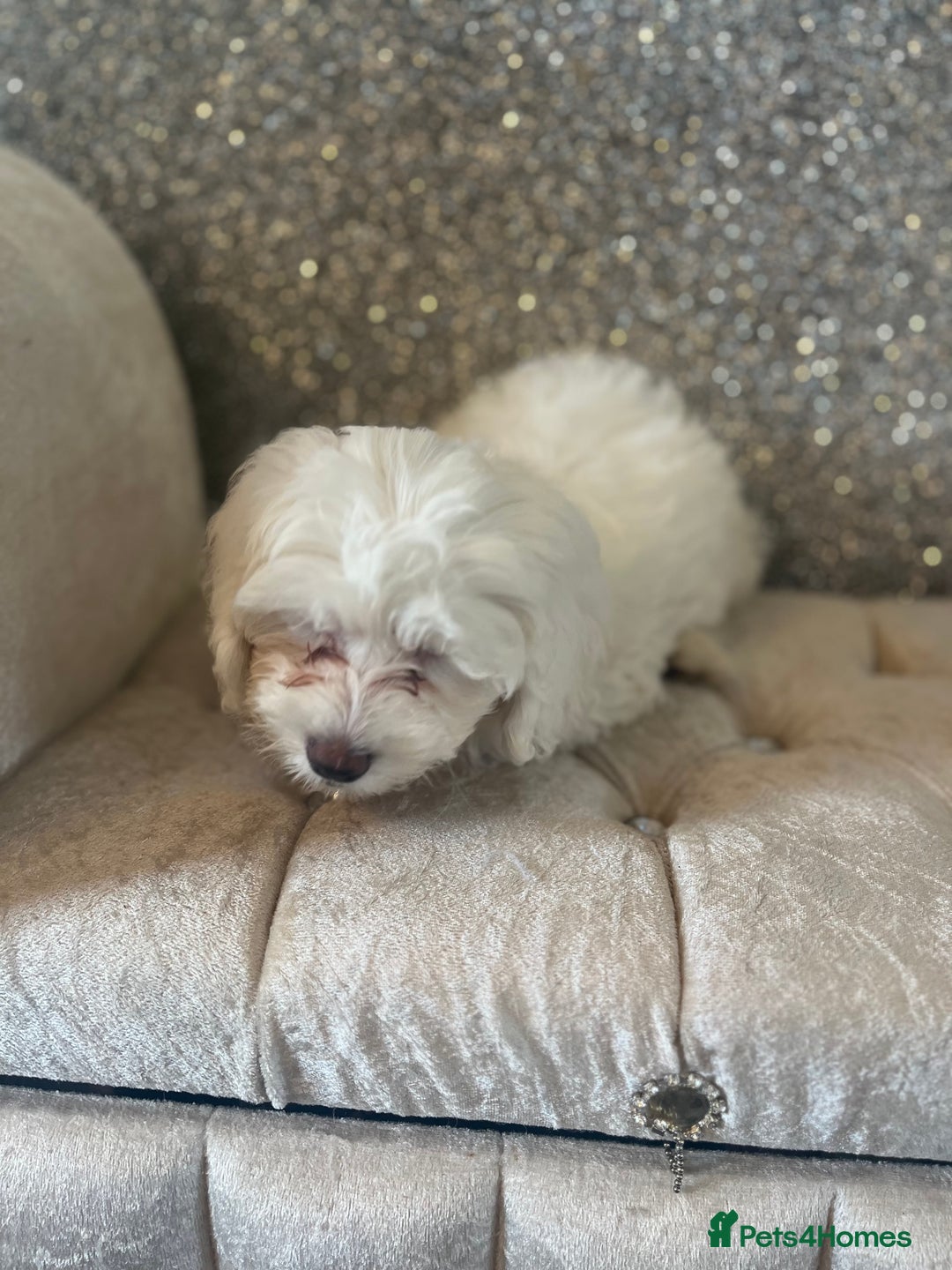 Cockapoo dogs for sale: Stunning f1b cockapoos  - Image 10
